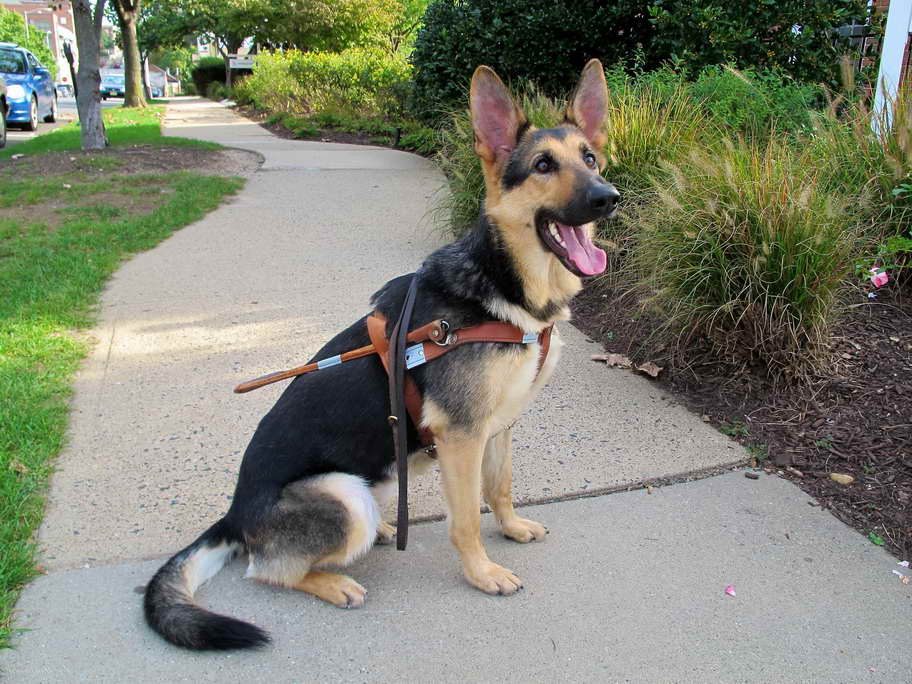 German Shepherd Seeing Eye Dog