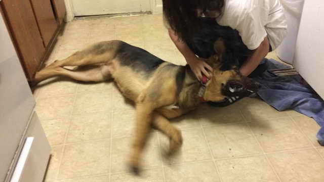 German Shepherd Seizure