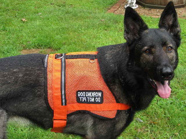 German Shepherd Service Dog Vest