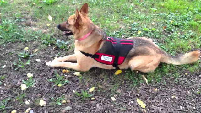 German Shepherd Service Dog