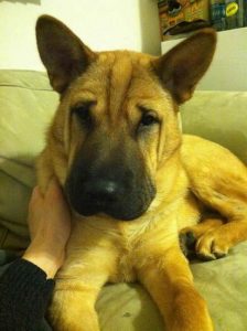 German Shepherd Shar Pei Mix Puppy