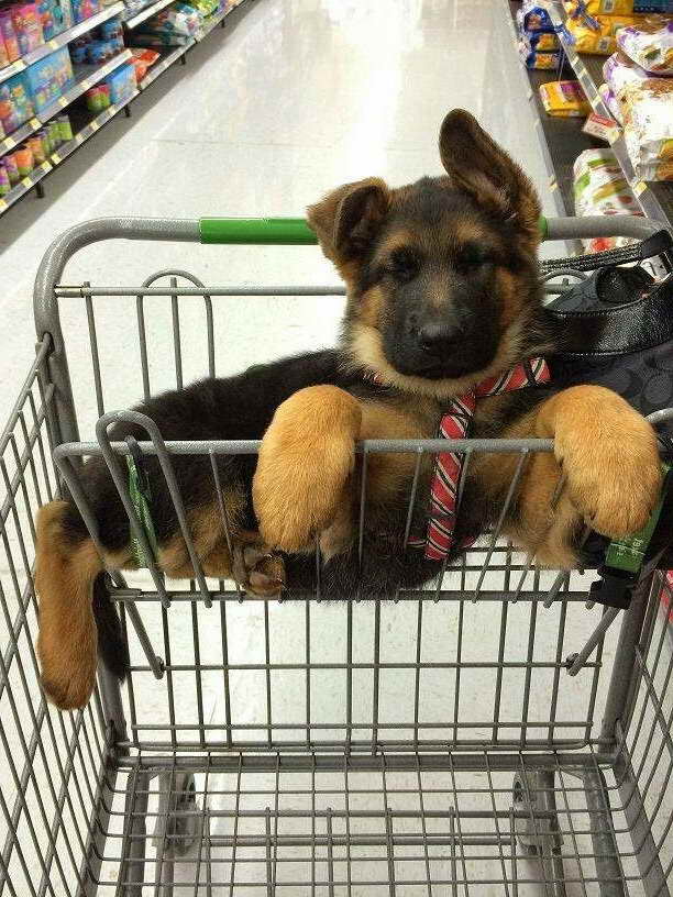 German Shepherd Shopping