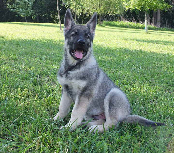 silver gsd puppies for sale