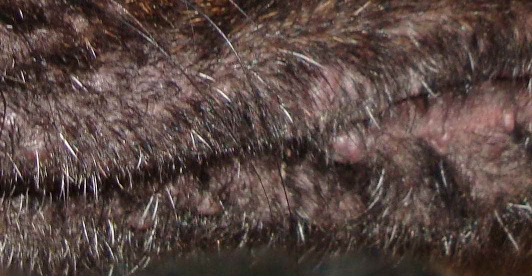 German Shepherd Skin Infection