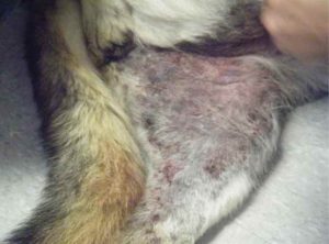 German Shepherd Skin Problems Pictures