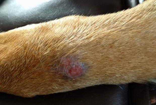 German Shepherd Skin Yeast Infection