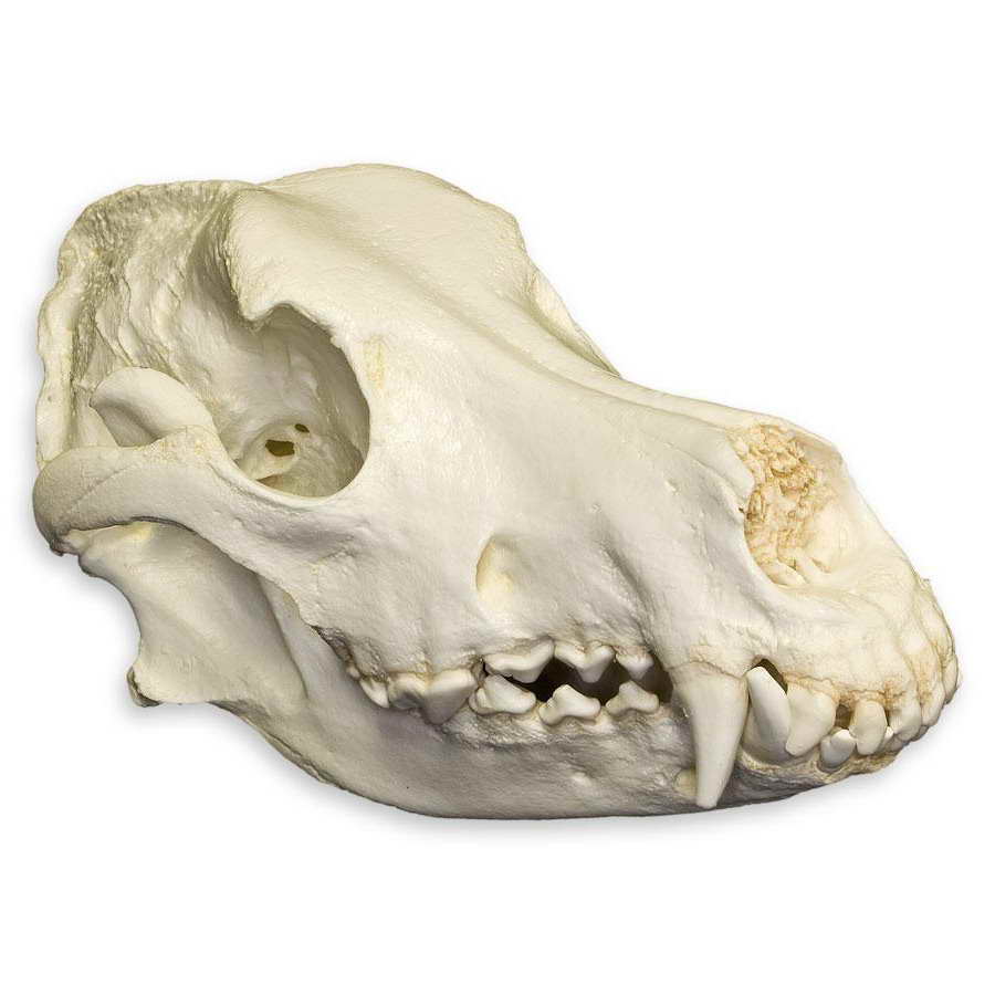 German Shepherd Skull