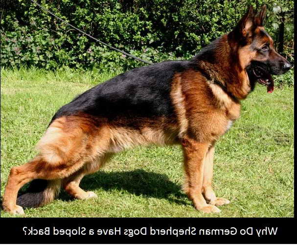 sloped back gsd