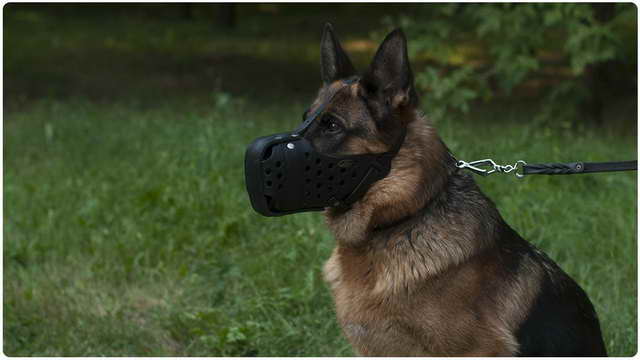 German Shepherd Smartest Dog