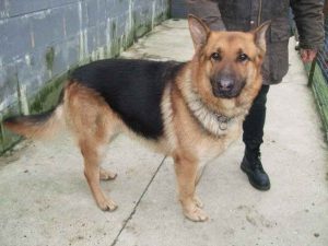 German Shepherd Straight Back