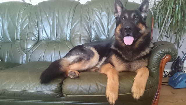 German Shepherd Stud Dog Wanted