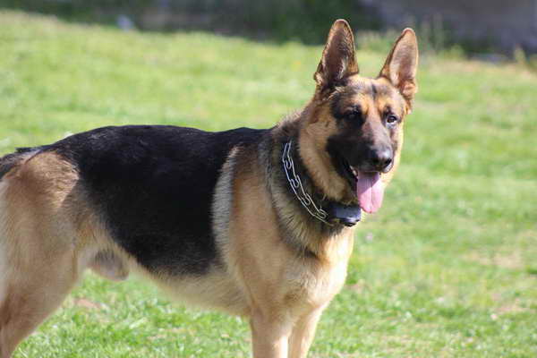 German Shepherd Stud Fee