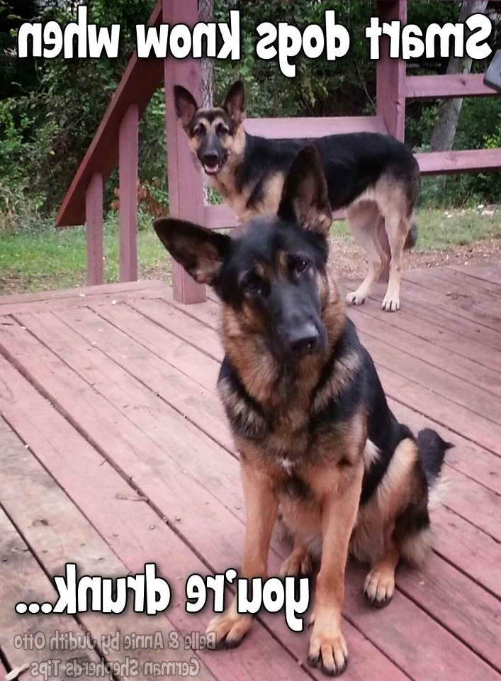 German Shepherd Stuff