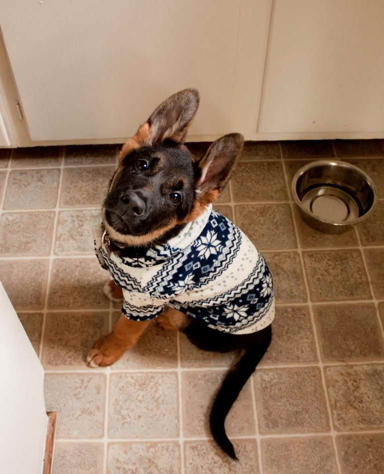 German Shepherd Sweater