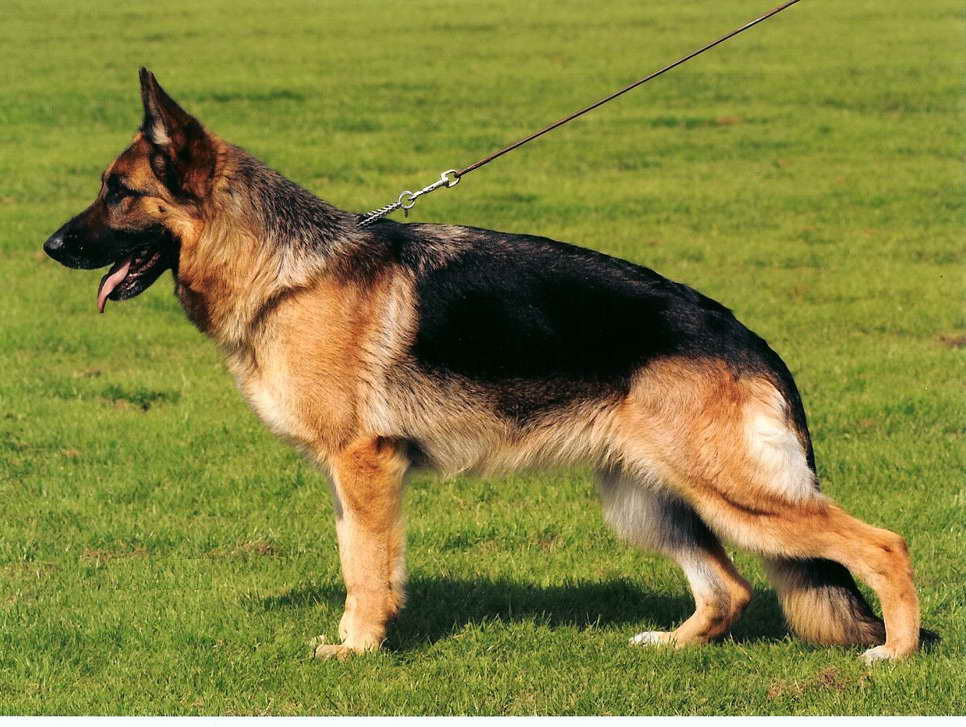 German Shepherd Tampa