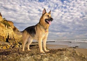 German Shepherd Temperament