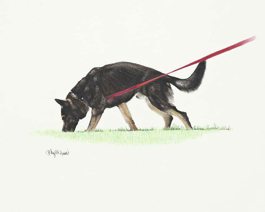 German Shepherd Tracking