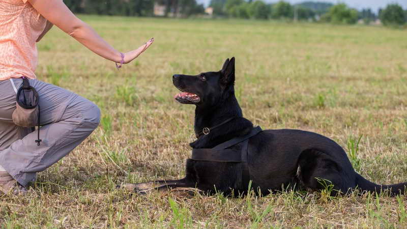 German Shepherd Trained Dogs