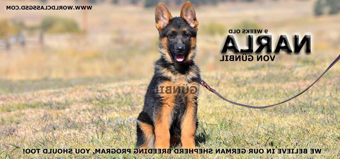 German Shepherd Trained For Sale