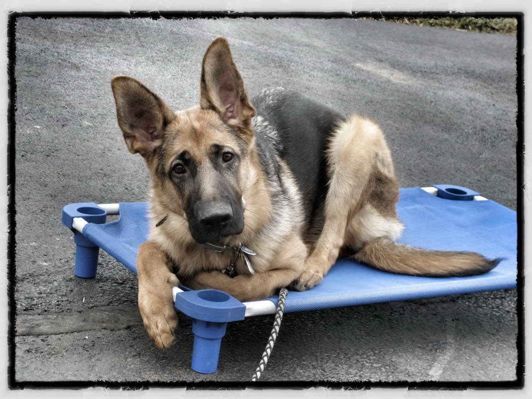 German Shepherd Training Chicago