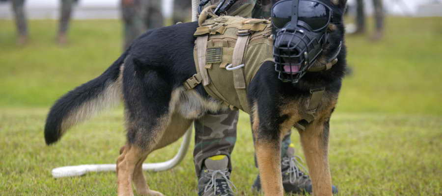 German Shepherd Training Collar