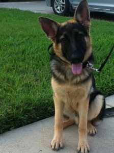 German Shepherd Training Houston