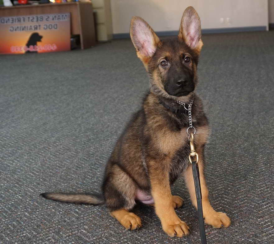 German Shepherd Training Indianapolis