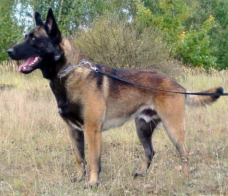 German Shepherd Training Sacramento