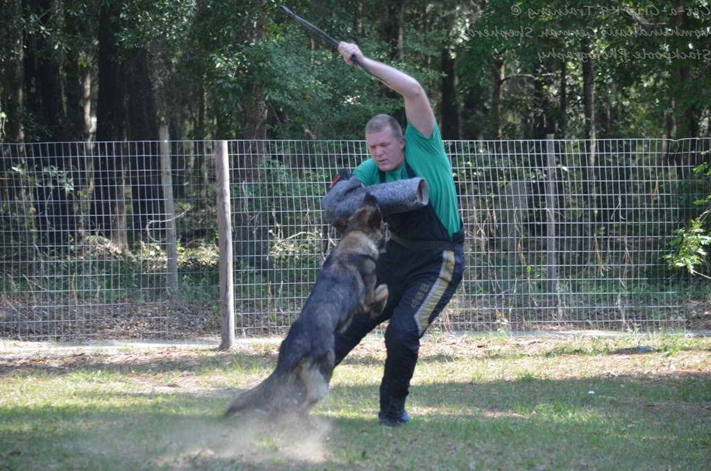 German Shepherd Training Tampa