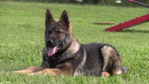 German Shepherd Training Youtube