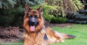 German Shepherd Traits And Behaviors