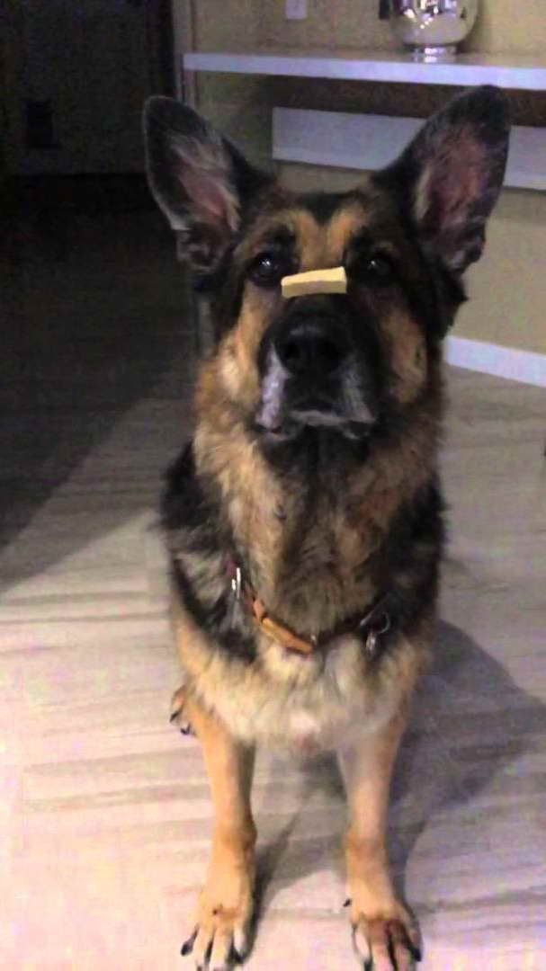 German Shepherd Treats