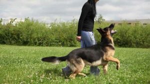German Shepherd Tricks