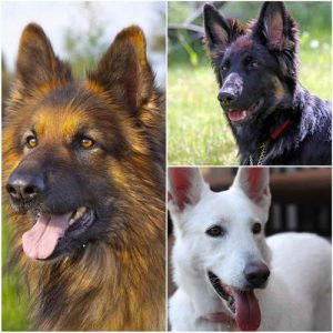 German Shepherd Types