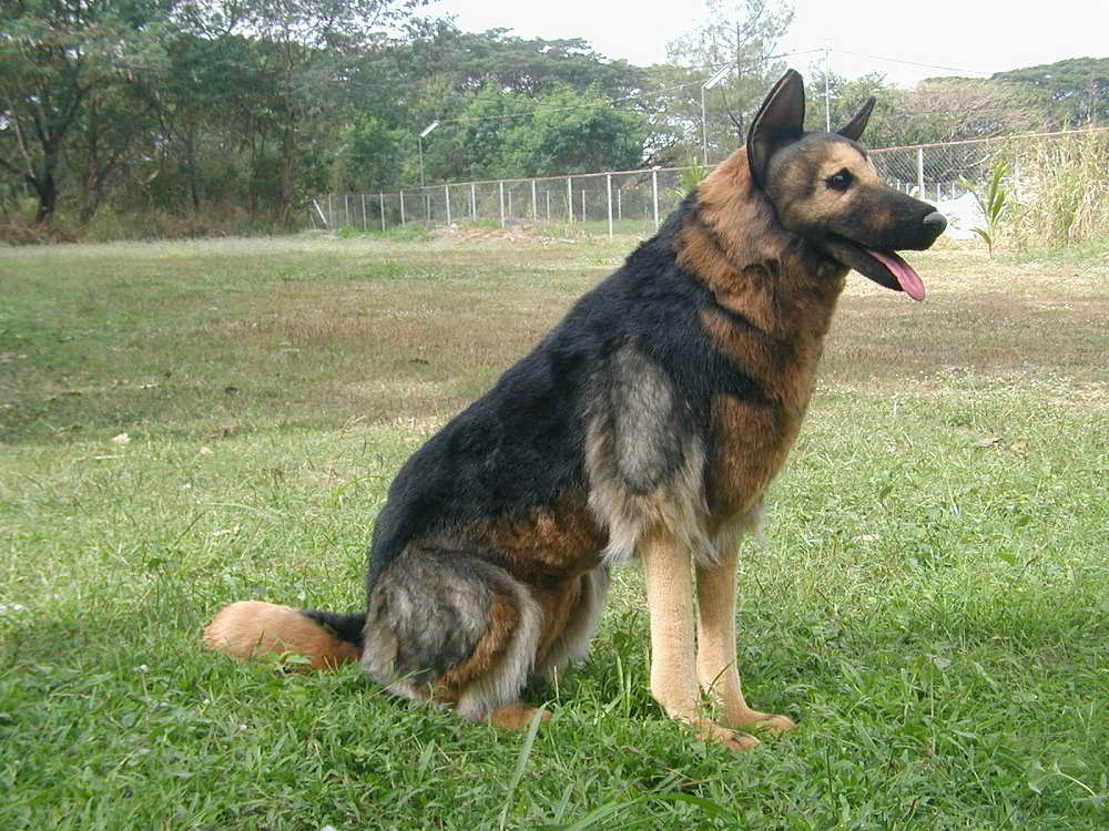 German Shepherd Usa