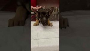 German Shepherd Vomiting