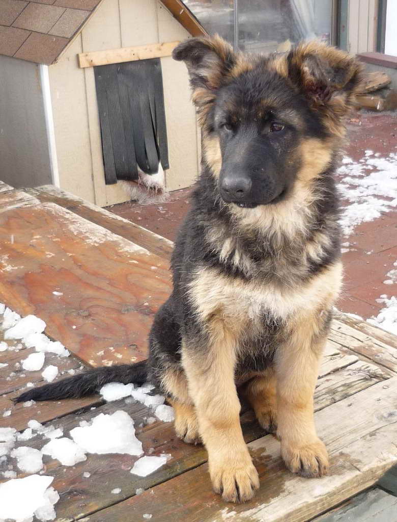 German Shepherd Wa