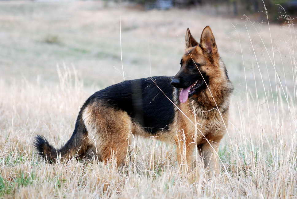 German Shepherd Wallpapers