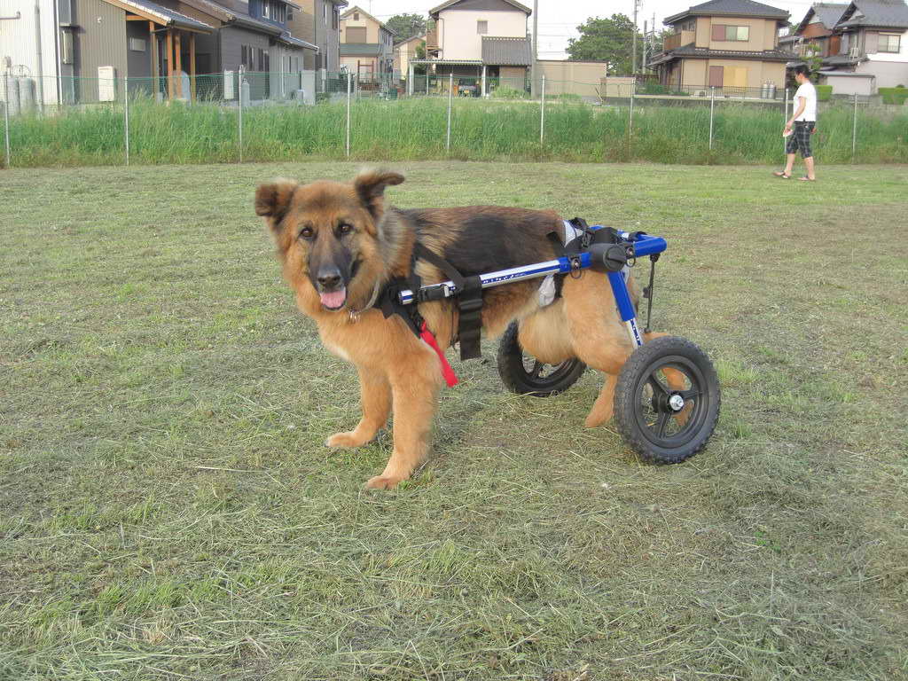 German Shepherd Wheelchair