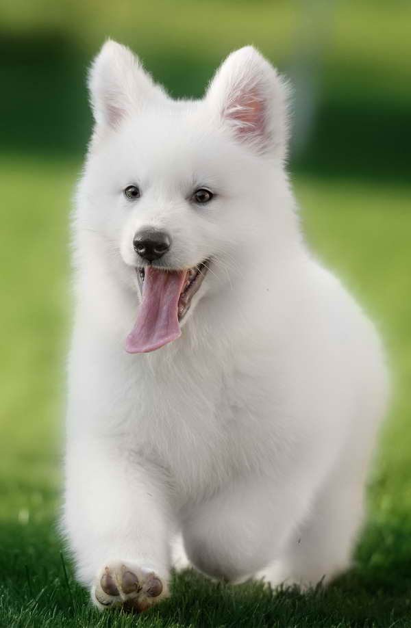 German Shepherd White Puppy