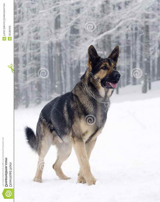 German Shepherd Winter Coat PETSIDI