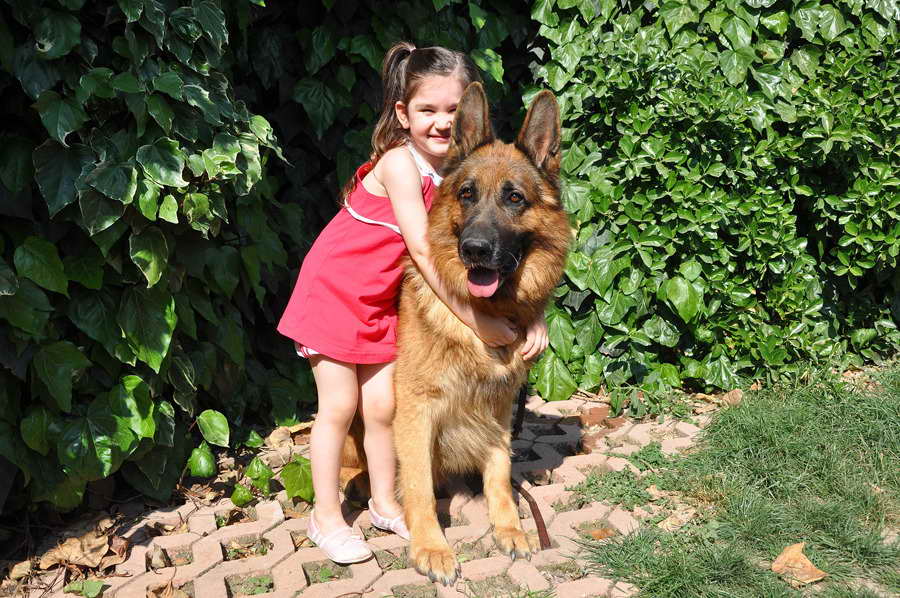 German Shepherd With Kids