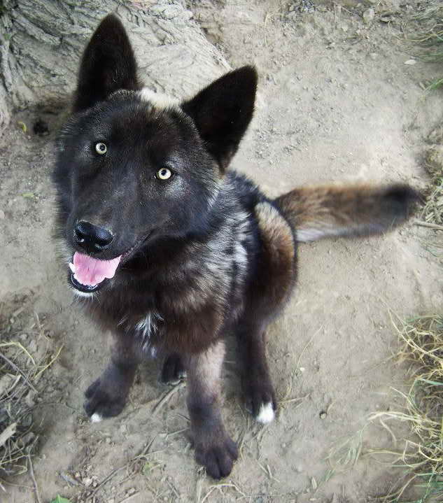 german shepherd wolf