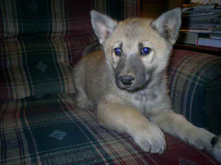 German Shepherd Wolf Hybrid Puppies For Sale