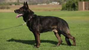 German Shepherd Working Dog