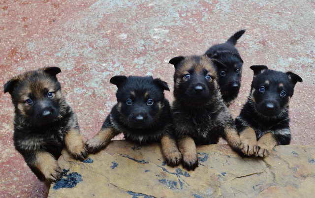 German Shepherd Working Line Puppies