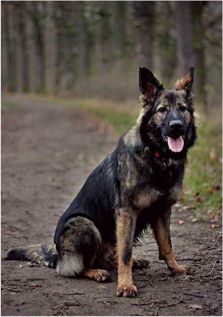 German Shepherd Working Line