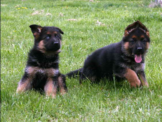 German Shepherd Young Dogs For Sale