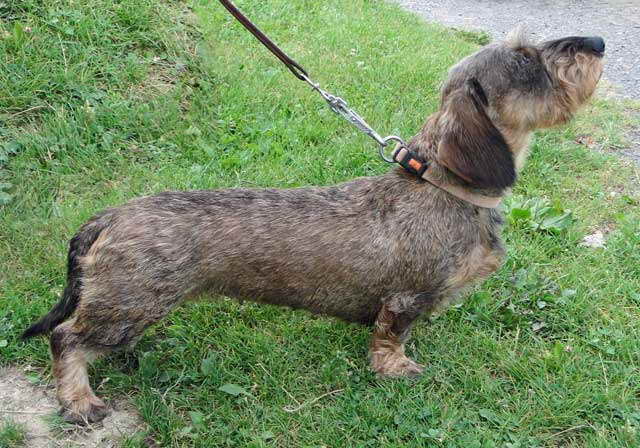 German Wirehaired Dachshund Puppies For Sale