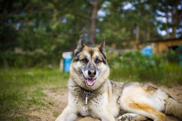 German.shepherd Husky Mix